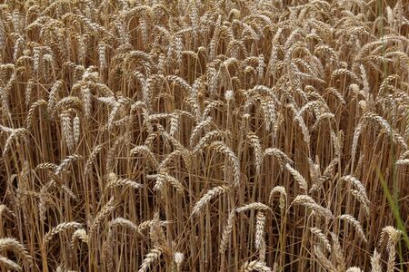 Backdrop of ripening ears of yellow wheat fieldの写真素材