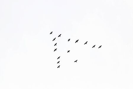 Wedge cranes flying high in the skyの写真素材