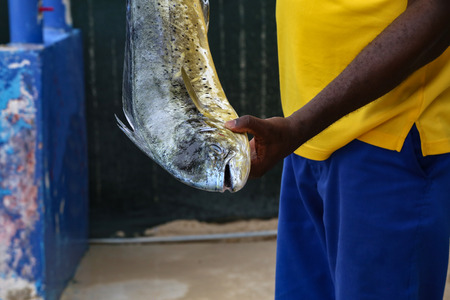 Fresh fish caught in the seaの写真素材