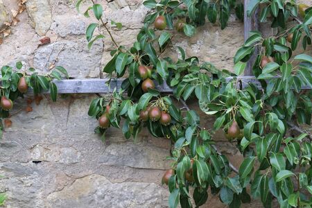 Pear tree near the fortress wallの写真素材