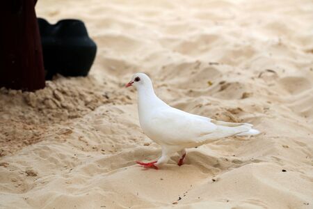 Pigeons on the beach / City pigeons on the beachの写真素材