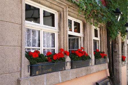 Beautiful bright geranium blooms on the windowsill