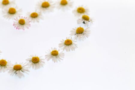 Heart, laid out of chamomile, on white backgroundの写真素材