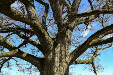 Centuries old oak branches. Centuries old oak.