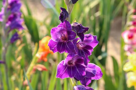 Head of gladiolus flower in summer gardenの写真素材