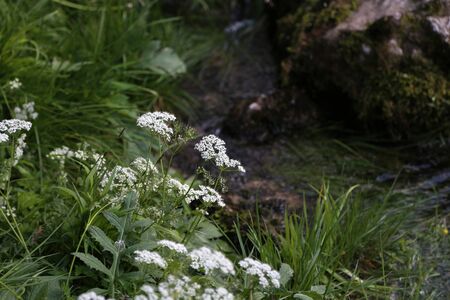 Nature / flowers and flower buds of wild carrotの写真素材