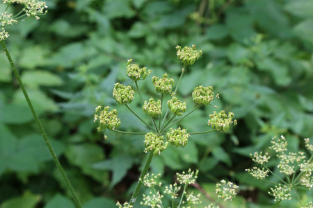 Flowers and flower buds of wild carrot