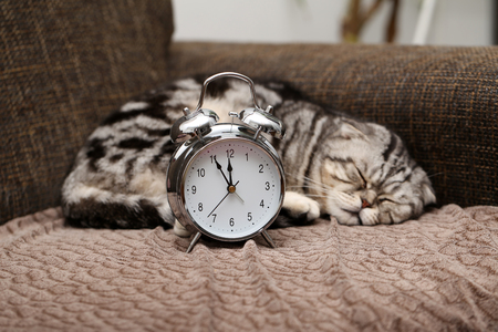 Lazy cat does not want to get up early on Monday morningの写真素材