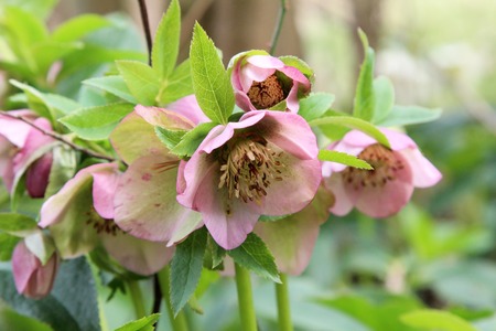 Helleborus niger. A snow-rose or christrose blooms.の写真素材