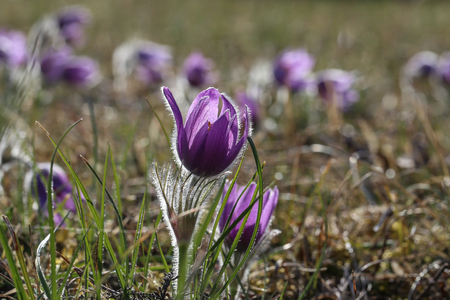 Beautiful purple fluffy flower Oriental Pulsatilla patens pasqueflower in early spring