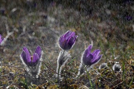 Beautiful purple fluffy flower Oriental Pulsatilla patens pasqueflower in early springの写真素材