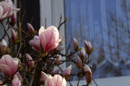 Blooming tree - beautiful blossomed magnolia branch in spring.の写真素材