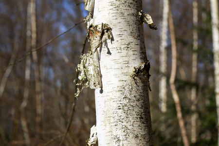 Flaking birch bark. In the background, a birch copse, in which there are innumerable trees.の写真素材