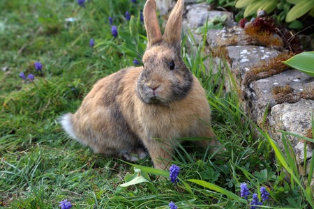Beautiful cute rabbit on a green summer meadow. Hare walking on nature in the grass.の写真素材