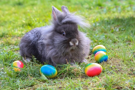 Easter. Funny bunnies with colored easter eggs.