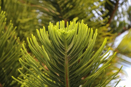 Close-up of green Branches of a Araucaria Tree.の写真素材
