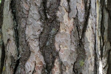 Close up view of bark of pinus negra tree, pinaceae family. The bark is grey to yellow-brown, and is widely split by flaking fissures into scaly plates. Abstract natural image. Pattern of grey shapes.の写真素材