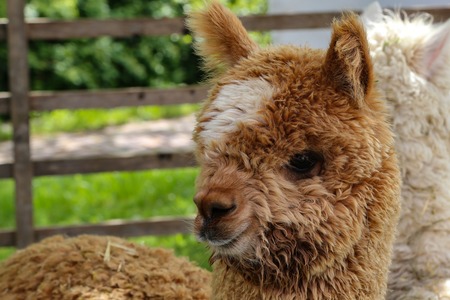 Brown funny alpaca looks into the camera on a green field.の写真素材