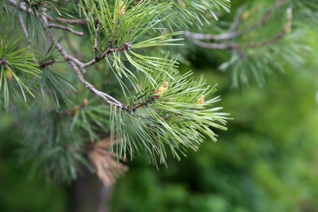 A branch of pine with cones on a green background.