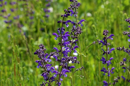 Beautiful meadow flowers. Flowering meadow sage, Salvia pratensisの写真素材