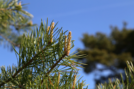 Young green pine branch in the coniferous forestの写真素材