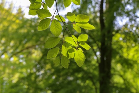 First leaves on trees in spring forest.の写真素材