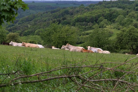 Herd of cows resting on pasture in summer.の写真素材