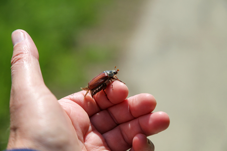 Common Cockchafer - Melolontha melolontha, known as a May bug or Doodlebug.の写真素材