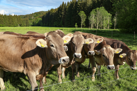 Brown cows in pastures in the foothills of the Alpsの写真素材