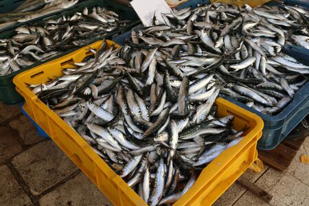 Different sea fish at a fish market in Croatia.