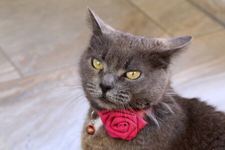 Beautiful gray cat with a rose around his neck.