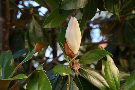 Blown beautiful magnolia flower on a tree with green leaves.の写真素材