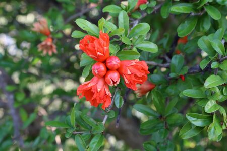 Pomegranate flowers and green leaves in nature.の写真素材