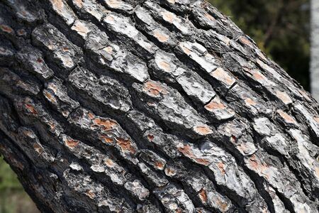 Closeup of the bark of a trunk of a pine tree.