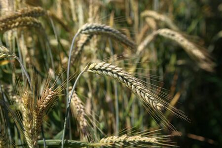 Backdrop of ripening ears of yellow wheat field.の写真素材