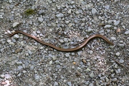 A small snake crawls the road out of gravel.の写真素材
