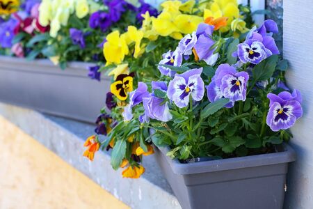 Beautiful pansies grow in the garden near the house.の写真素材