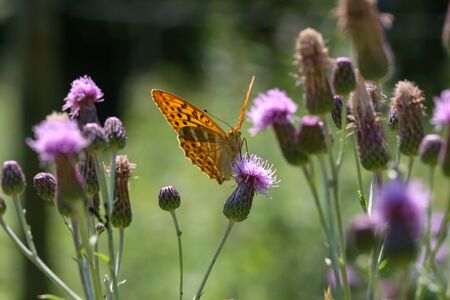 Beautiful butterfly drinks nectar from a flower.の写真素材