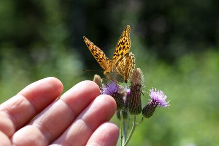 Beautiful butterfly sits on a flower and wants to move to the palm of a manの写真素材