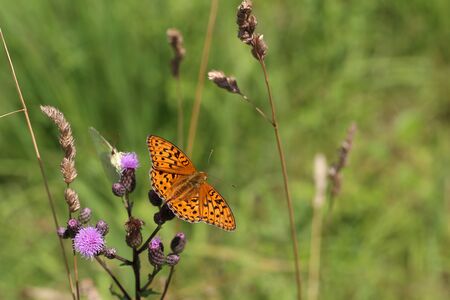 Beautiful butterfly drinks nectar from a flower.の写真素材