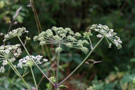 White flowering plant, Caraway or meridian fennelの写真素材