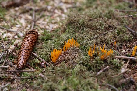 Calocera viscosa, commonly known as the yellow stagshorn.