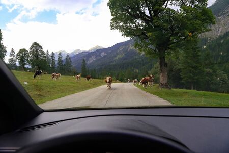 Brown cows walking on the alpine asphalt roadの写真素材