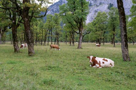 Cows graze on green Alpine meadows high in the mountains.の写真素材