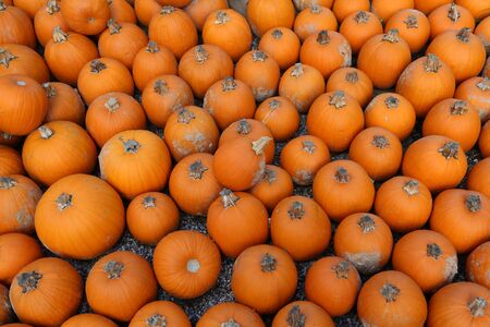 Fresh healthy bio pumpkins on farmer agricultural market at autumn. Healthy food.