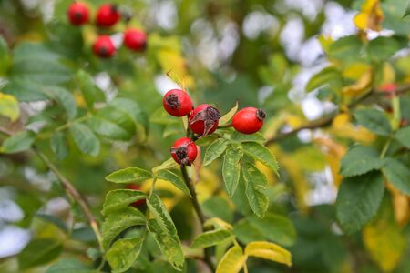 Image of rose hips on a green background.