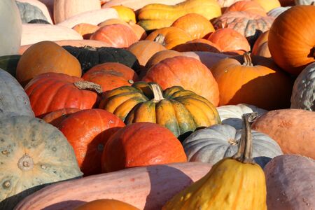 Fresh healthy bio pumpkins on farmer agricultural market at autumn. Healthy food.