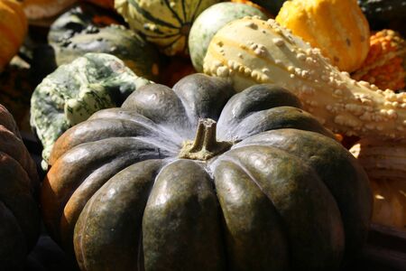 Fresh healthy bio pumpkins on farmer agricultural market at autumn. Healthy food.