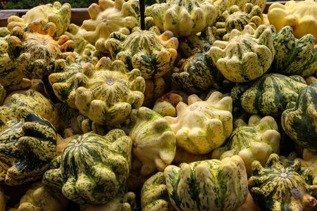 Fresh healthy bio pumpkins on farmer agricultural market at autumn. Healthy food.の写真素材