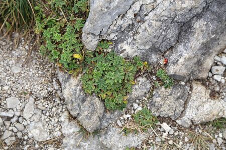 A plant with green leaves grows in the mountains on the rocks.